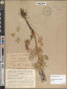 Aconitum tauricum Wulf. subsp. tauricum