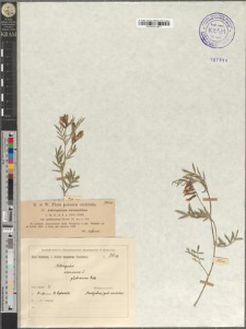 Astragalus arenarius L. var. glabrescens Reichb.