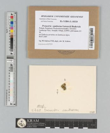 Pronectria xanthoriae Lowen & Diederich