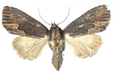 Dypterigia scabriuscula