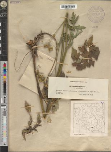 Heracleum sphondylium L. var. sphondylium