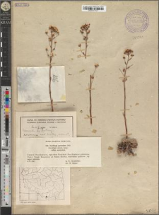 Saxifraga paniculata Mill. subsp. paniculata
