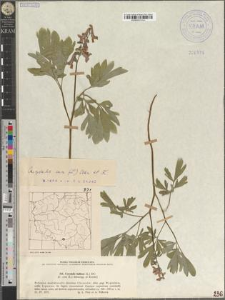 Corydalis cava (L.) Schw. et K.