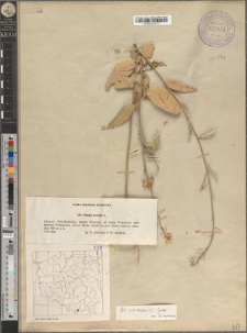 Sinapis arvensis L. fo. orientalis (L.) Godr.
