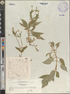 Stellaria nemorum L. subsp. nemorum