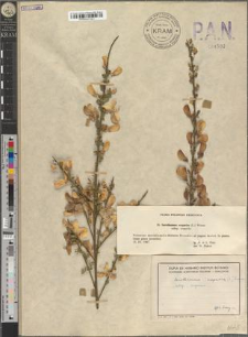 Sarothamnus scoparius (L.) Wimm. subsp. scoparius