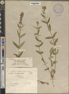 Stachys palustris L.