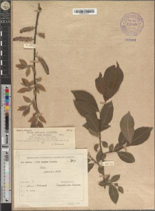 Salix silesiaca Willd.