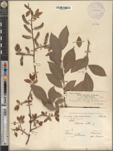 Salix silesiaca Willd.