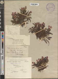 Pedicularis palustris L.