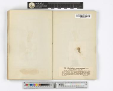 Cladophora macrogonya Lyngb.