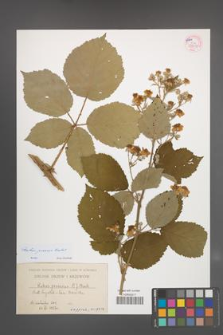 Rubus praecox [KOR 55619]