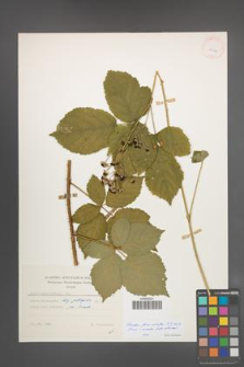 Rubus fasciculatus [KOR 25627]