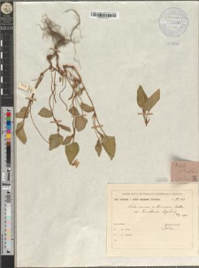 Viola baltica Becker var. lancutensis Zapał.