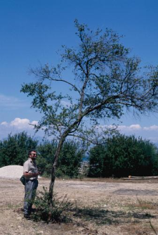 Korfu (1995)