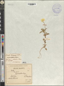 Viola tricolor L. var. typica fo. chrysopetala Zapał.