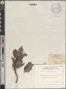 Salix arbuscula L. p.p. var. rodnensis Zapał.