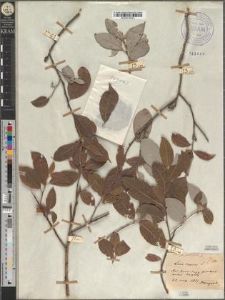 Salix caprea L. fo. parvifolia Zapał.