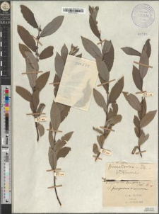 Salix cinerea L. var. tenuifolia Zapał.