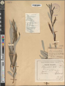 Salix incana Schrank. var. carpatica Zapał. fo. nitidula Zapał.