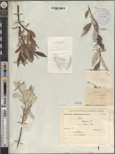 Salix Lapponum var. carpatica Zapał.