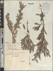 Salix purpurea L. var. vistulensis Zapał.