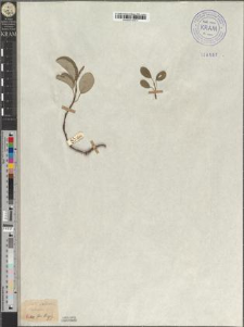 Salix reticulata L. fo. tenuis Zapał.