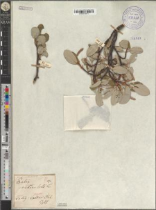 Salix reticulata L. fo. pseudovestita Zapał.