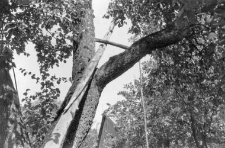 detail of a well with a shadoof