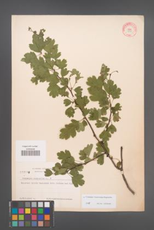 Crataegus ×macrocarpa [KOR 3910]