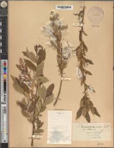Salix triandra L. fo. villosiuscula Zapał.