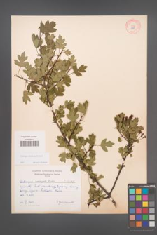 Crataegus rhipidophylla [KOR 3924]