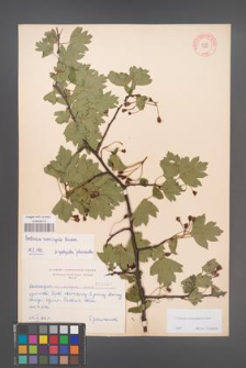 Crataegus rhipidophylla [KOR 3925]