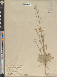 Capsella bursa pastoris (L.) Moench. fo. subintegrifolia Zapał.