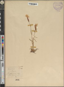 Dianthus praecox Kitaib. var. golicensis Zapał.
