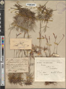Dianthus serotinus Waldst. et Kitaib. var. pseudoserotinus Błocki pro sp. fo. brevicalyx Zapał.