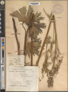 Aconitum lasiostomum Reichb. in Besser var. excelsius Zapał.