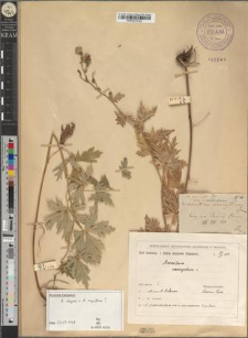 Aconitum paniculatum Lam. var. czeremossicum Zapał.