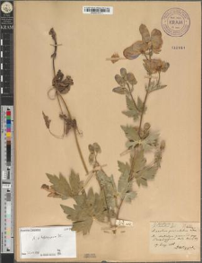 Aconitum paniculatum Lam. fo. lobatum Zapał.