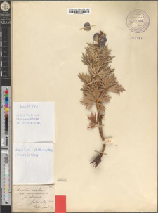 Aconitum napellus L. var. czarnohorense Zapał. fo. rodnense Zapał.
