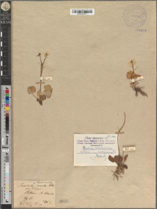 Ranunculus crenatus Waldst. et Kit. var. rodnensis Zapał.
