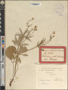Ranunculus cassubicus L. fo. cyclopetalus Zapał.
