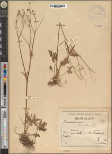 Ranunculus acer L. var. pocuticus Zapał.