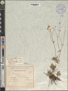 Ranunculus Steveni Andrz. fo. humilior Zapał.