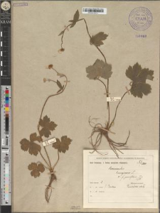 Ranunculus lanuginosus L. fo. pauciflorus Zapał.