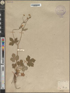 Ranunculus lanuginosus L. fo. pauciflorus Zapał.