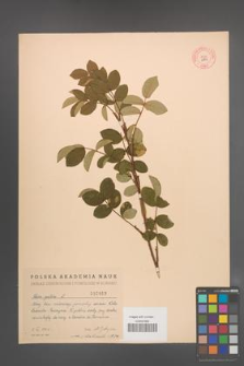 Rosa gallica [KOR 2862]