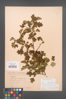 Crataegus rhipidophylla [KOR 2492]