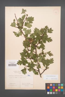 Crataegus rhipidophylla [KOR 4836]