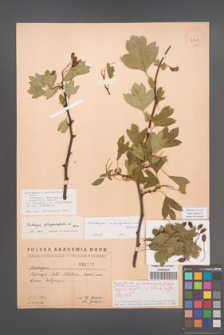 Crataegus ×subsphaericea [KOR 2508]
